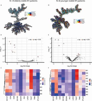 Expression of Senescence Marker TIGIT Identifies Polyfunctional Donor-Reactive CD4+ T Cells Preferentially Lost After Kidney Transplantation